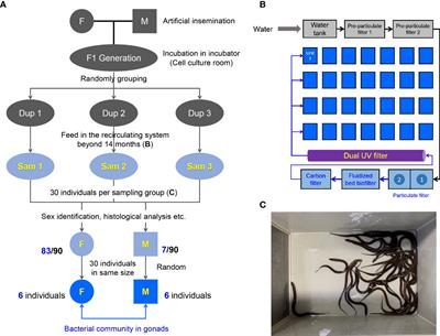 Gonadal bacterial community composition is associated with sex-specific differences in swamp eels (Monopterus albus)